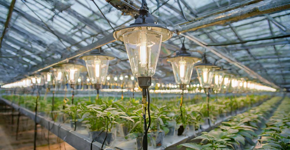 Elevate your greenhouse game The power of combining natural and artificial light